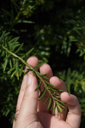 Hand holding a part of a green tree  brunch