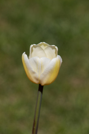 White color Tulips Bloom in Spring in gardenの写真素材