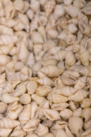 Same type of sea shells collected for decorative purposes