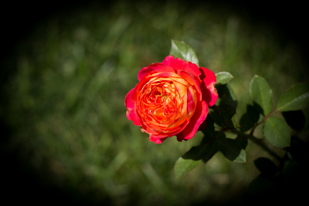 Beautiful colorful Rose Flower on garden backgroundの写真素材