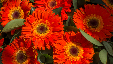 Beautiful colorful natural spring flowers as a nature backgroundの写真素材