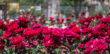 Blooming beautiful colorful roses in the garden backgroundの写真素材