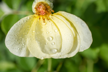Beautiful colorful Rose petals with water drops on itの写真素材