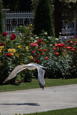 Single seagull in the garden with beautiful rosesの写真素材