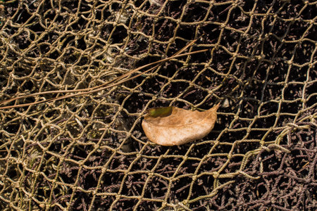 One separate dry leaf  of Autumn times