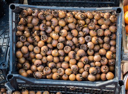 Freshly picked up ripe medlar fruit species mespilus germanicaの写真素材
