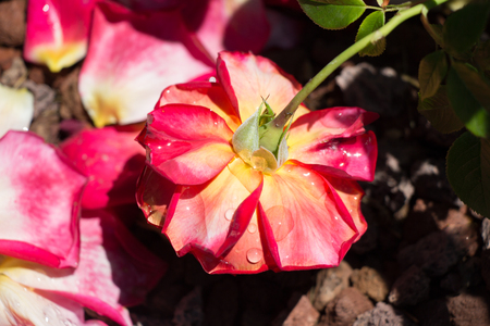 Blooming beautiful colorful roses in the garden backgroundの写真素材
