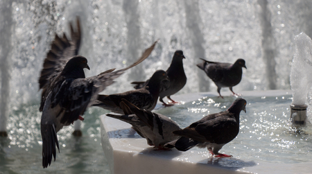 City pigeons by the side of water at a fountainの写真素材