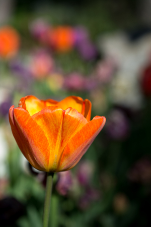Tulip Flowers Blooming in Spring Seasonの写真素材