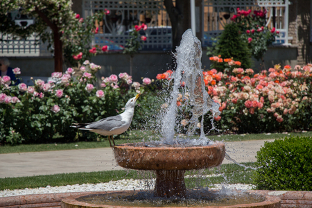 seagull by the fountain in the rose gardenの写真素材