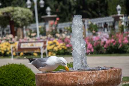 Single seagull in the park with rosesの写真素材