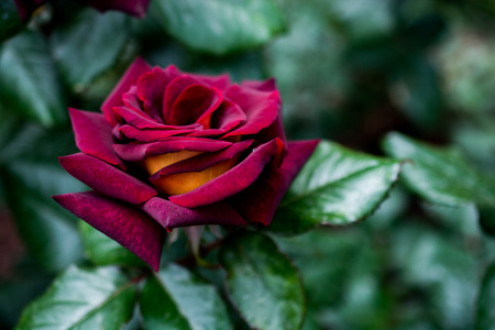 Beautiful colorful Rose Flower on garden backgroundの写真素材