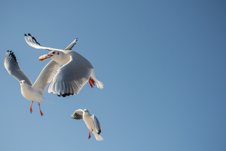 Seagull flying in a blue sky as a backgroundの写真素材