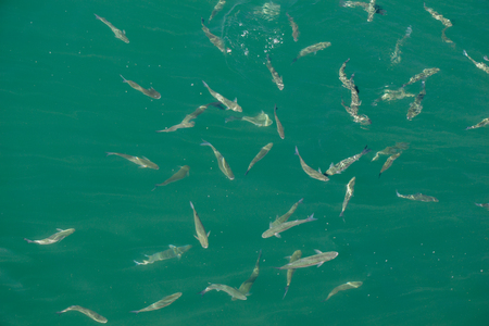 Fish in abundance swim in the water of the seaの写真素材