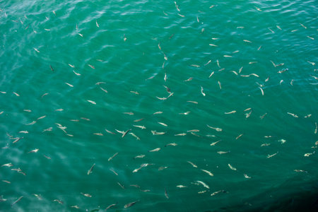 Fish in abundance swim in the water of the sea