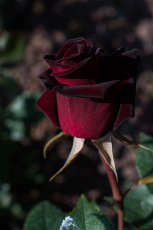 Beautiful colorful Rose Flower on garden backgroundの写真素材