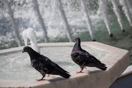 City pigeons by the side of water at a fountainの写真素材