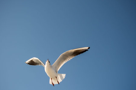Single seagull flying in a blue sky background