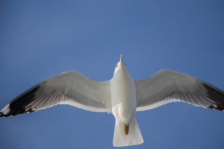 Seagull flying in blue  sky over the sea watersの写真素材