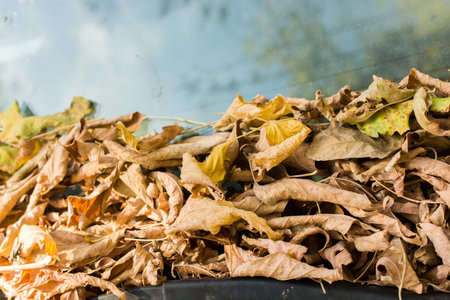 Texture background of autumn season with some of its elements