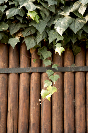 Green leaves grow down a brown wooden backgroundの写真素材