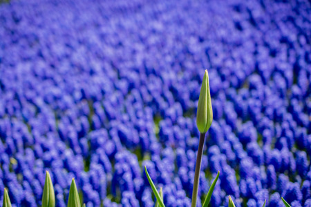 Beautiful fresh flowers as a backgroundの写真素材