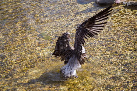 Single seagull in shallow water of the pondの写真素材