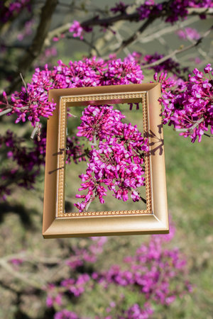 Tree bloom blossom beautiful flowers in wooden frame