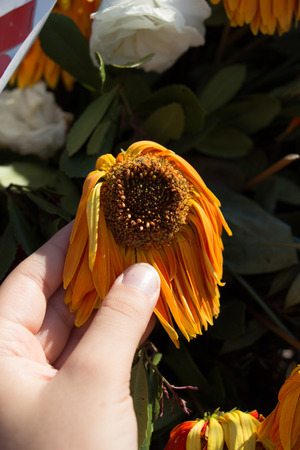 Beautiful colorful natural spring fading flowers in viewの写真素材
