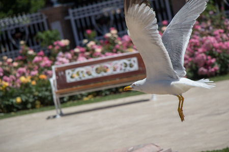 Single seagull in the garden with beautiful rosesの写真素材