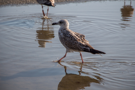 Seagull  on rest on ground with muddy watersの写真素材