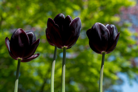 Colorful tulip flowers bloom in the spring  gardenの写真素材