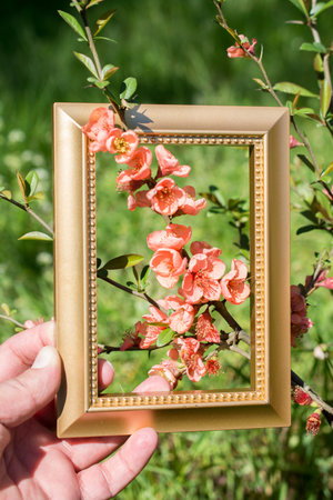 Tree bloom blossom beautiful flowers in wooden frame