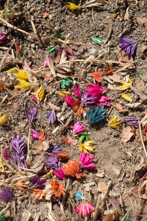 Dyed colorful dry flowers on the soil groundの写真素材