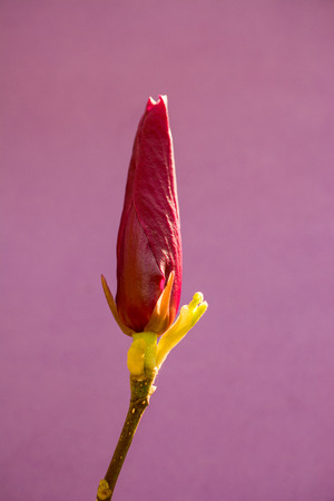 Tree bloom blossom beautiful flowers on a backgroundの写真素材