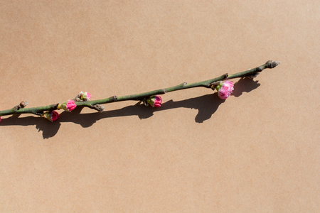 Tree bloom blossom beautiful flowers on a backgroundの写真素材