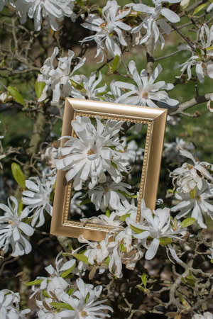 Tree bloom blossom beautiful flowers in wooden frameの写真素材