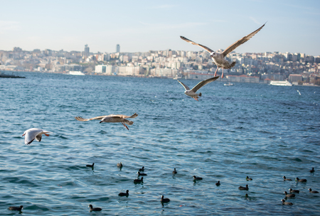 Single seagull is found on the shore of the seaの写真素材