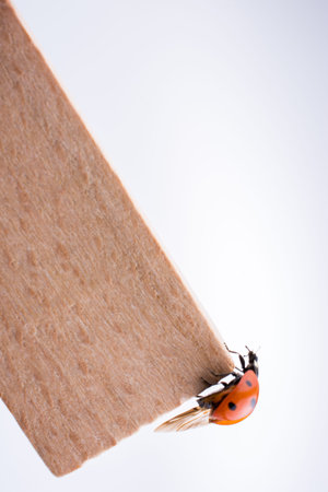 Beautiful photo of red ladybug walking on a piece of wood