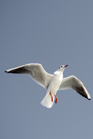 Single seagull flying in a blue sky backgroundの写真素材