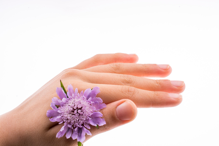 Hand holding A Purple Flower on a white backgroundの写真素材