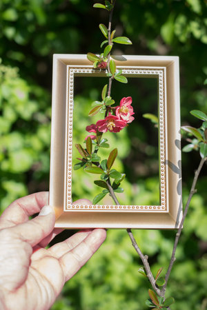 Tree bloom blossom beautiful flowers in wooden frame