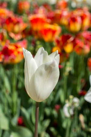 Outstanding colorful tulip flower bloom in the spring  gardenの写真素材