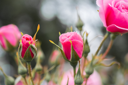 Blooming beautiful colorful roses in the garden backgroundの写真素材