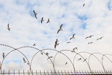 Flock of birds seen flying in the sky over fencesの写真素材
