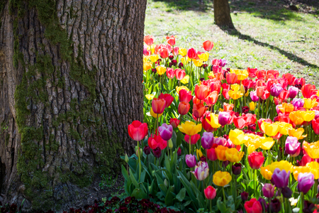 Tulip garden full of various colors of tulips  in springの写真素材