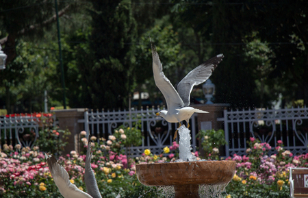 seagull by the fountain in the rose gardenの写真素材