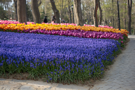Tulip garden full of various colors of tulips  in springの写真素材