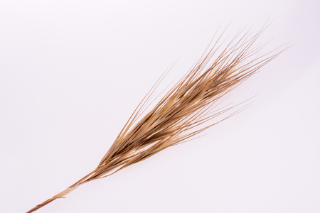A wheat on a white backgroundの写真素材