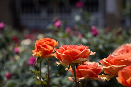 Blooming beautiful colorful roses in the garden backgroundの写真素材